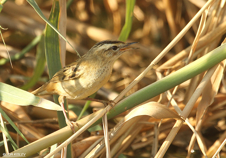   Sedge Warbler  Acrocephalus schoenobaenus .The Btecha ,October 2012.Lior Kislev,  